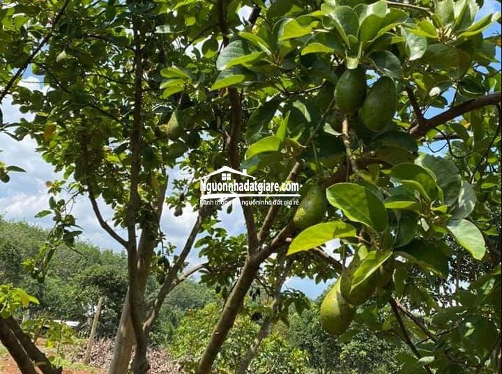 Đất Chơn Thành Bình Phước View hồ sinh thái giá rẻ chính chủ bán
